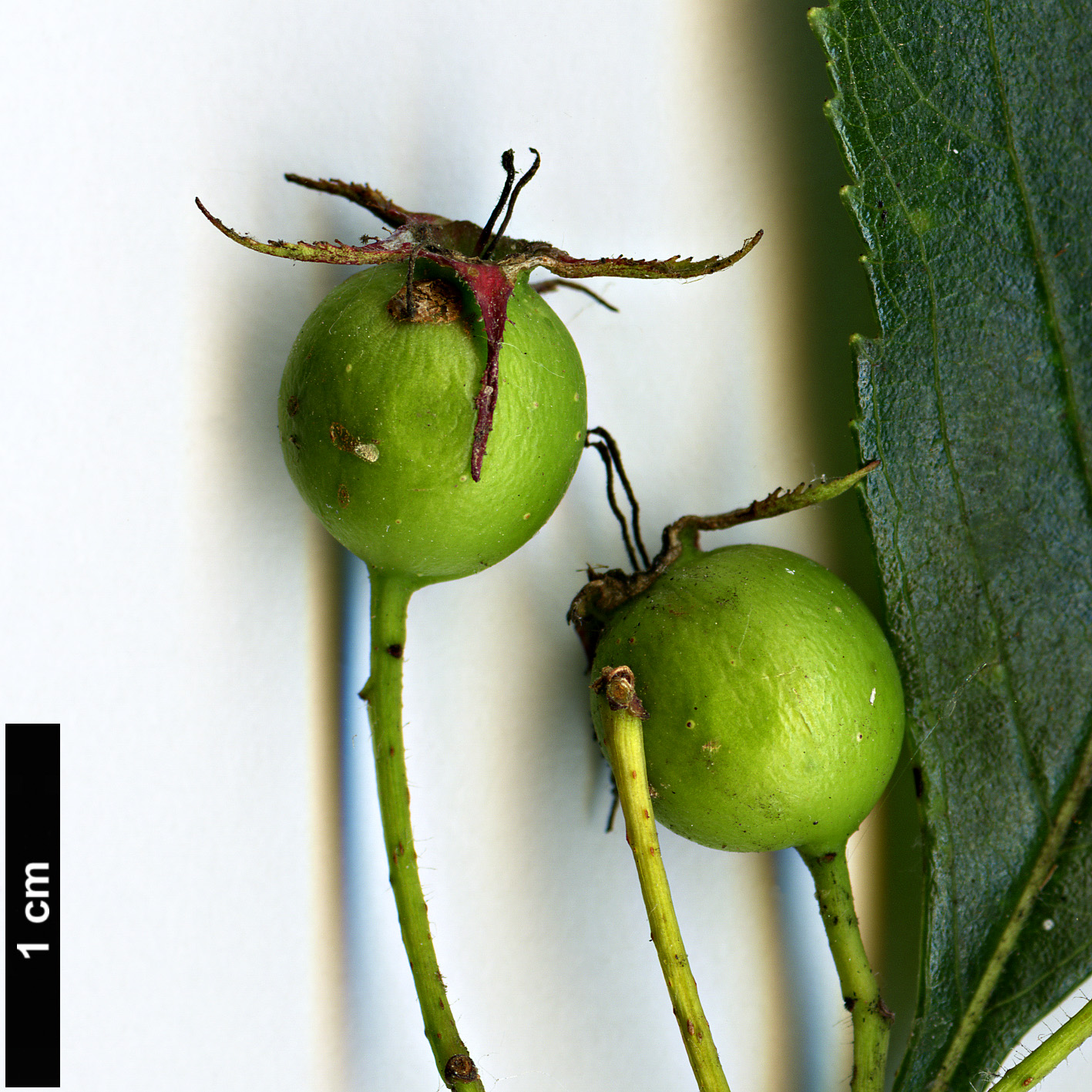 High resolution image: Family: Rosaceae - Genus: Crataegus - Taxon: ×nuda (C. crus-galli hybrid)